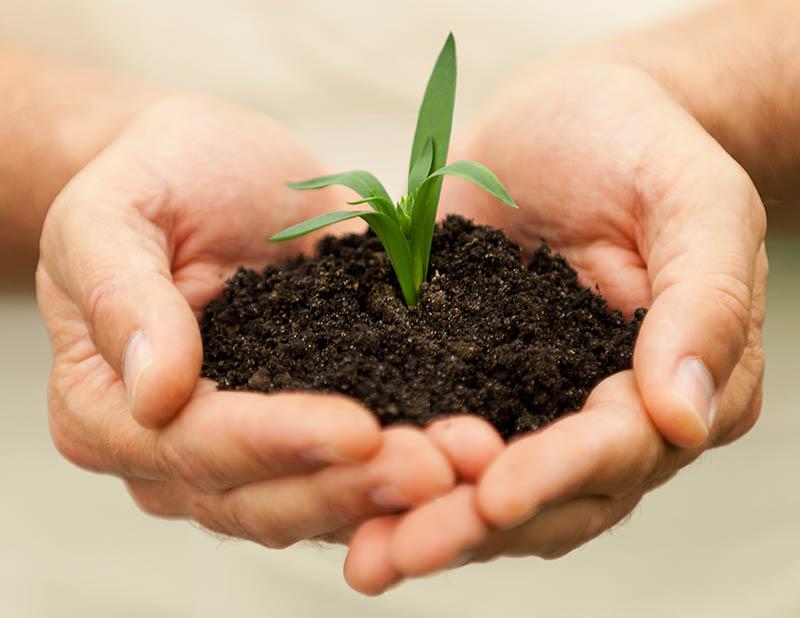 Male hands holding a green plant in fertile soil