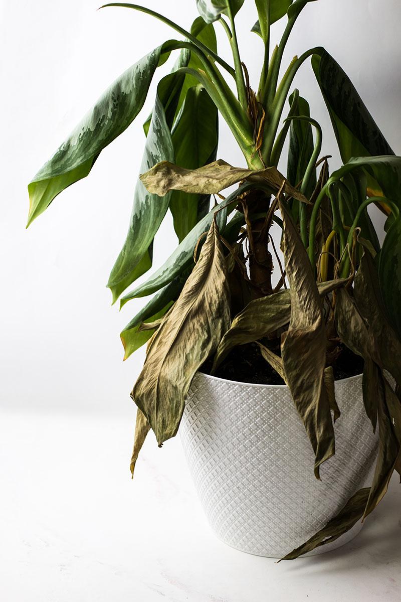 Partially withered houseplant